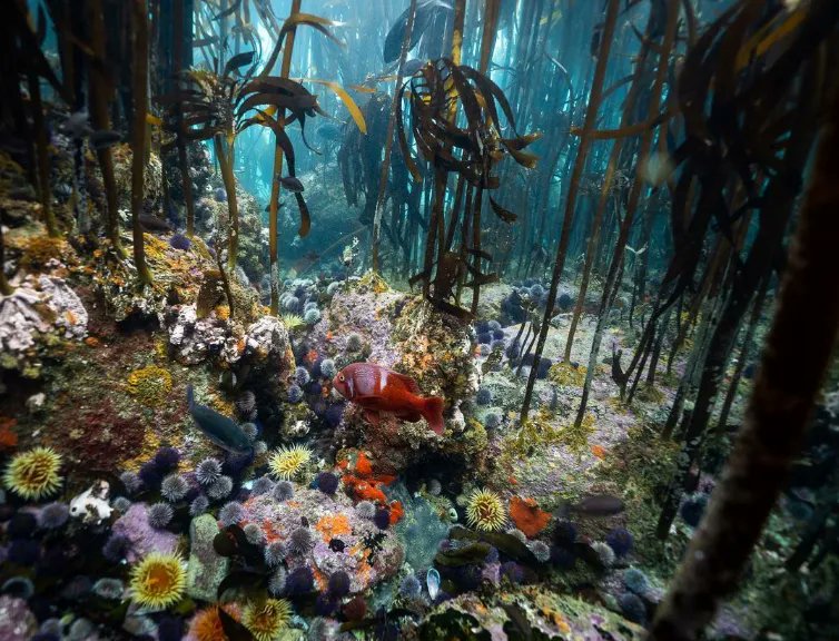 WorldOceansDay's tweet photo. Cold-water swimming doesn't get enough love.

This is shot from @helen_walne where she captioned it: "Ridiculous, extravagant kelp forest. Don’t tell the coral reefs, but you’re my favourite." https://t.co/sZA4hRK4Pa