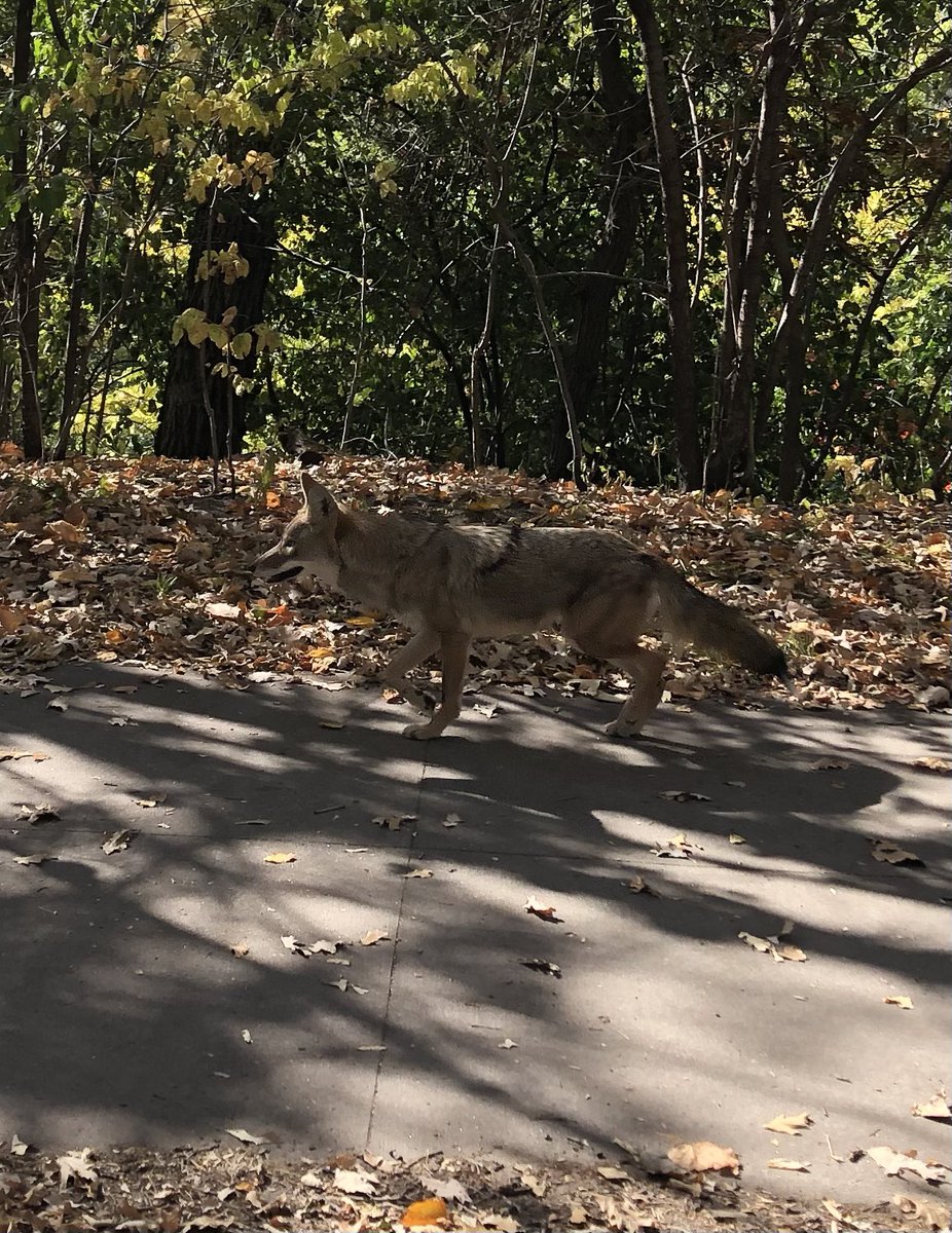 Rachel Widome tweet media