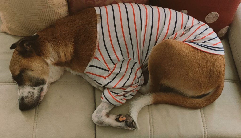 hi_harshita's tweet photo. My Desi has an announcement-
Delhi winters are here; keep warm and nap! #milzone #doggos #trendydogs @dog_rates @FriendicoesSECA #adoptdontshop https://t.co/Qtkp9A5njz