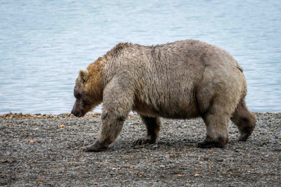 At @Interior we love Fat Bear Week! Don’t forget to vote for your favorite. 🐻 fatbearweek.org