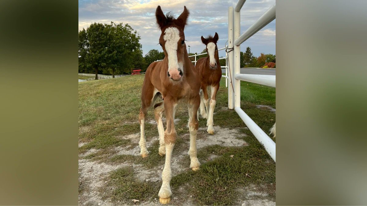 “This is just the beginning of an incredible journey for these two Clydesdales” 

northernnewsnow.com/2022/10/08/anh…