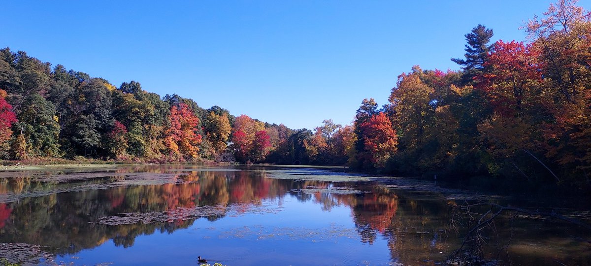 SANT⭕️S (@hattie_mcgrupp) on Twitter photo Some falls shots at #ForestPark in #Springfield, MA. The colors were popping today!
<a href="/SpfldMACityHall/">CityofSpringfield,MA</a>
<a href="/SpringfieldMA/">Springfield, MA</a>
#SpringfieldMA
#landscapephotography Some falls shots at #ForestPark in #Springfield, MA. The colors were popping today!
<a href="/SpfldMACityHall/">CityofSpringfield,MA</a>
<a href="/SpringfieldMA/">Springfield, MA</a>
#SpringfieldMA
#landscapephotography