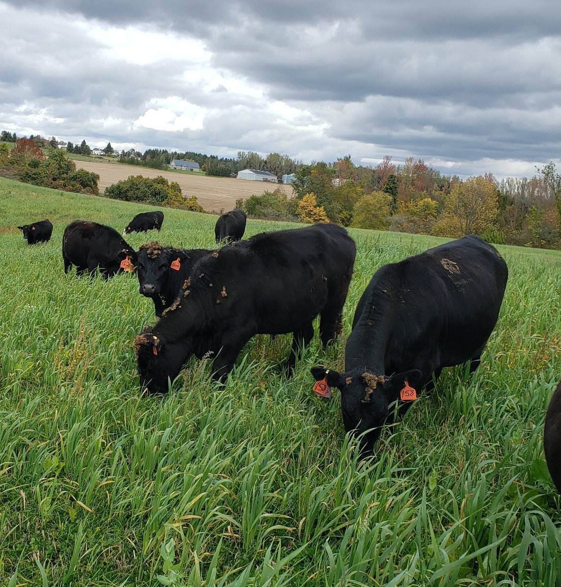 First day of cover crop grazing for these bred heifers. Oats,peas &amp; turnip mix, direct planted into wheat straw residue , mid Aug