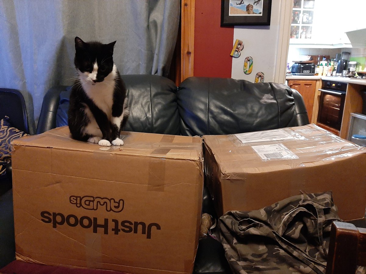 SkullPrint3's tweet photo. Skull Cat checking that the bulk orders are ready to go tomorrow
#skullprint #skullcat #tshirt #bulktshirtprinting #catsonboxes #catsoftwitter https://t.co/uySP5qKl9I