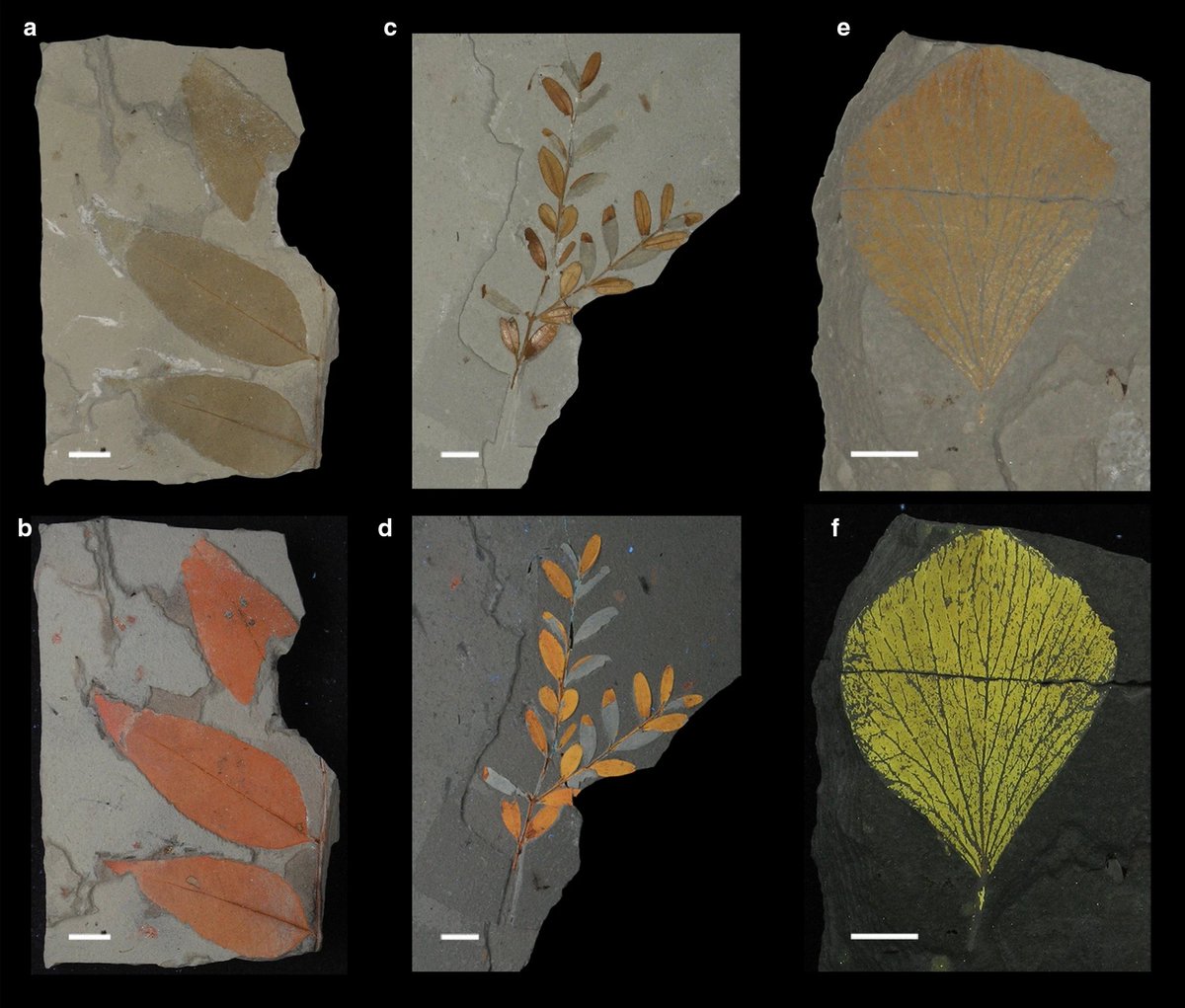 FossilBonanza's tweet photo. At the Willershausen Lagerstätte in Germany, scientists exposed fossilized leaves to UV light. They found that leaves will fluoresce in different colors depending on the taxon.
#LeafWeek #Paleontology
https://t.co/ECBLhcKmHf https://t.co/mmwSGkjVfw