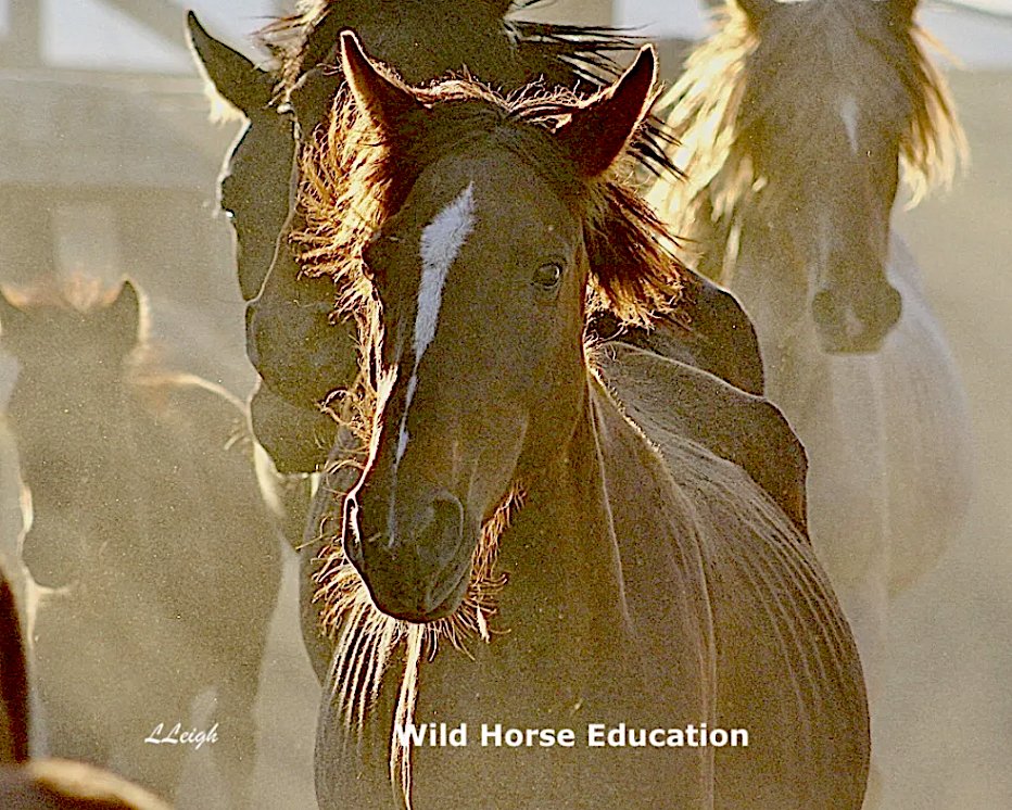 Wild Horse Education tweet media