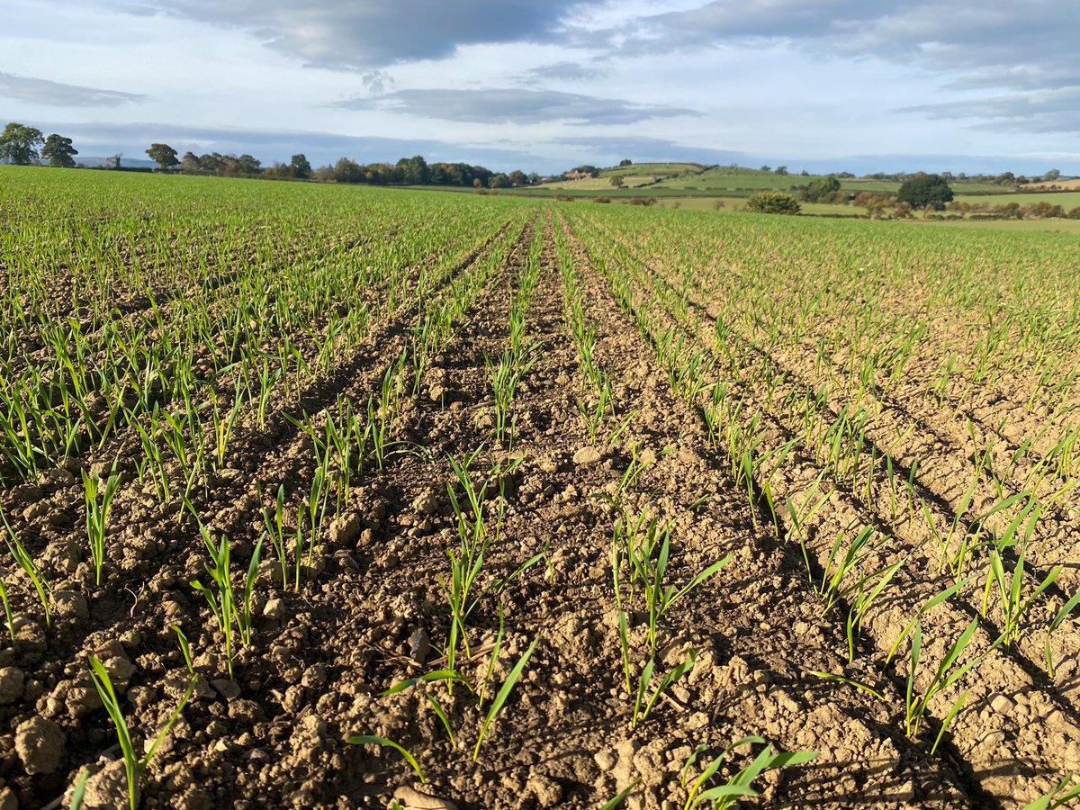 ReGenAgNorthEa1's tweet photo. This Years Trial Plots all up and away. @ryetec Direct Drilled vs Plough-Combination for the 2nd year. This time Skyscraper Winter Wheat &amp; Kingsbarn Hybrid Winter Barley! @RJ8owes @ryetec @Ryetecman https://t.co/0pCp5KyrQF