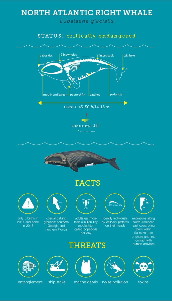 Rosemary Connelli tweet media