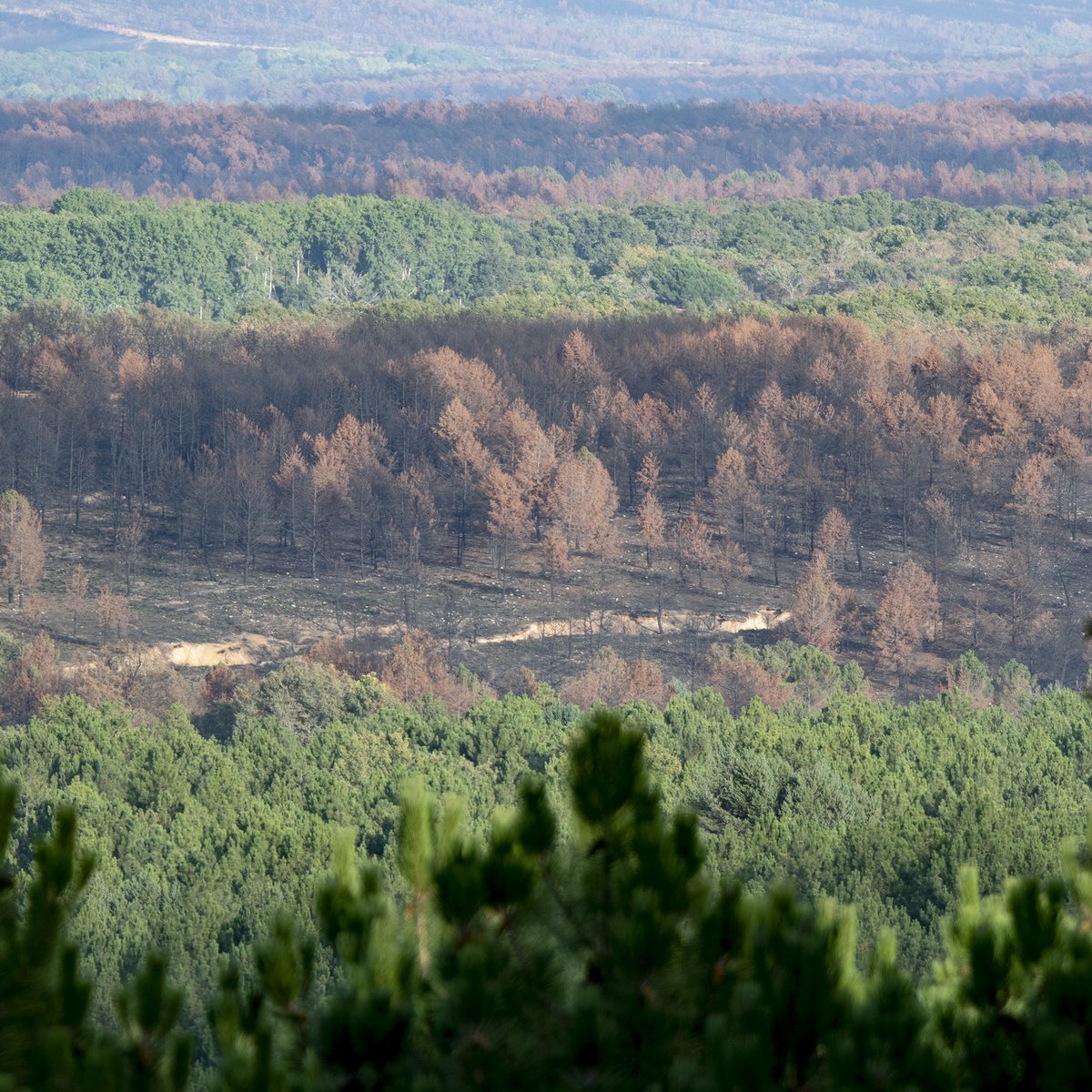 La Sierra de la Culebra casi 4 meses después del incendio. En algunas zonas el paisaje sigue siendo desolador, mientras que en otras lo verde y lo quemado alternan en pequeñas o grandes manchas. 
La vida se abre paso, pero da mucha pena ver todo así.
#IFSierradelaCulebra #Zamora