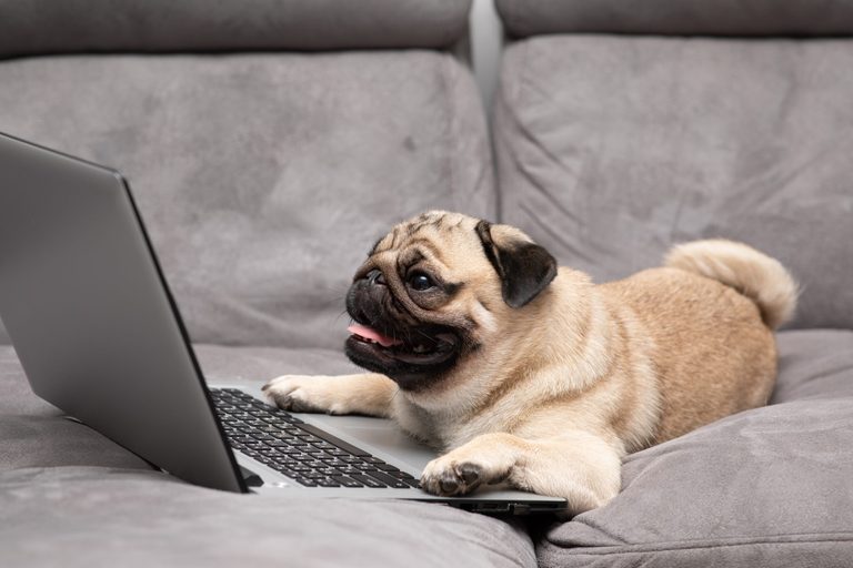 PUGLoversWorld1's tweet photo. Let's do some work together...☺️☺️☺️
#pug #pugs #puglife #NYGvsGB #GabeDavis #JoshAllen https://t.co/uwGnC0si8c