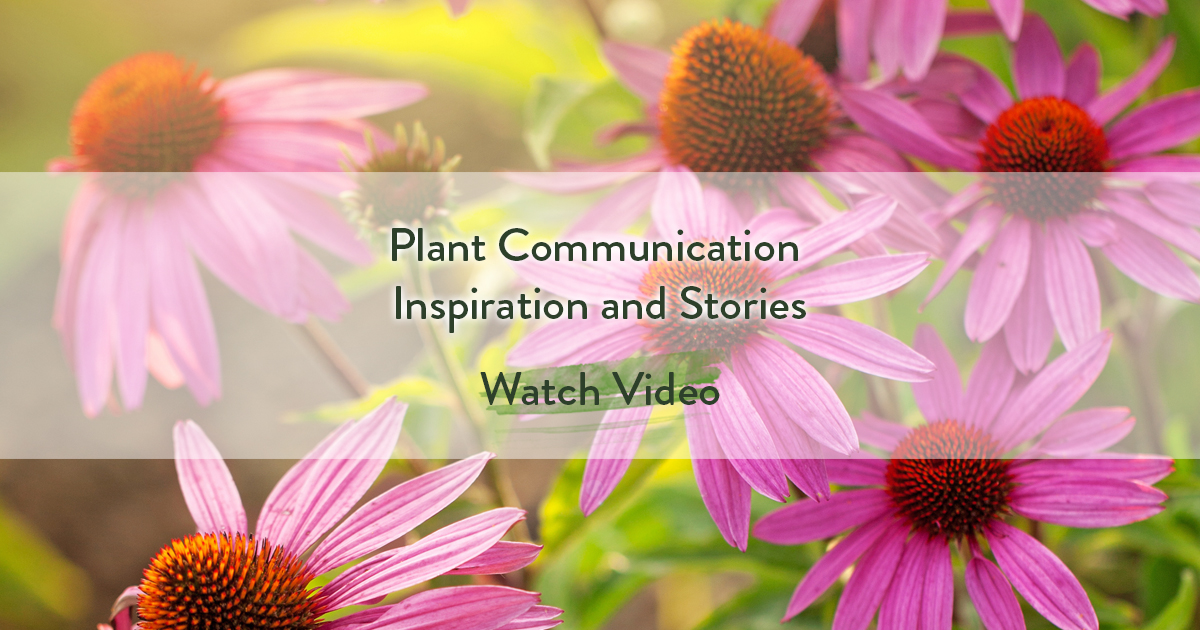 [FREE VIDEO] Did you know? Humans are hardwired to perceive direct communication and teachings from plants. It’s how our ancestors survived, and it’s part of our heritage. Find out how to activate your plant communication lineage in this inspiring video:
sacredinnerwisdom.com/recommends/pla…