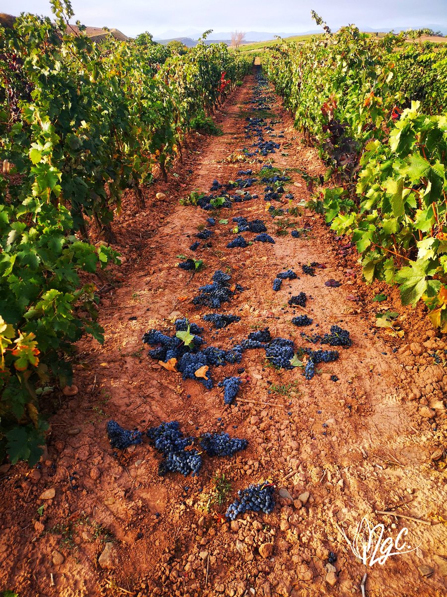 Nuriagc15's tweet photo. Lo que más rabia me da, es ver como se dejan cosechas de uvas de buena calidad, tiradas para los animales o la podredumbre mientras paseo por los paisajes riojanos

#uva #LaRioja #escedenteuva
#vino #grape #wine https://t.co/EDohb3Zjqv