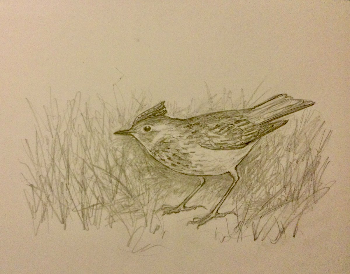 A walk over the Newcastle moors, I was thinking how many Skylark overwinter. A very subjective rough guess based on the few seen, I would say about 75% leave to flock in milder southern and coastal areas, pencil sketch. Have a great night all, thanks for feedback on the art 🙏👍