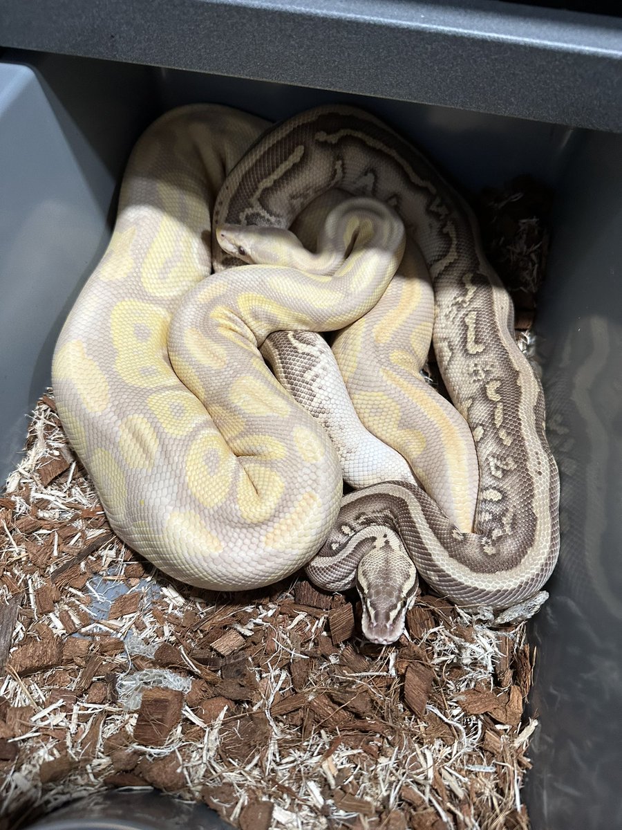 local_reptiles's tweet image. Stranger Things coming!!!!! 
Stranger combo x Cinny Candy Albino 
#ballpython #ballpythons #strangerballpython #candino #localreptiles