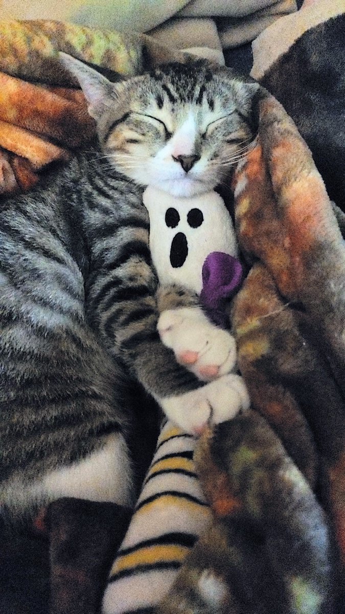 imkittenjack's tweet image. Jack really likes this ghost! He carries it around in his mouth. 🐾  He is apparently celebrating Halloween all month long. 🤷‍♀️😂💖 #CatsofTwittter #cats #kittensoftwitter #KittensKrew #kittens #cute #photo #HalloweenCountdown #Halloween #tabbytroup