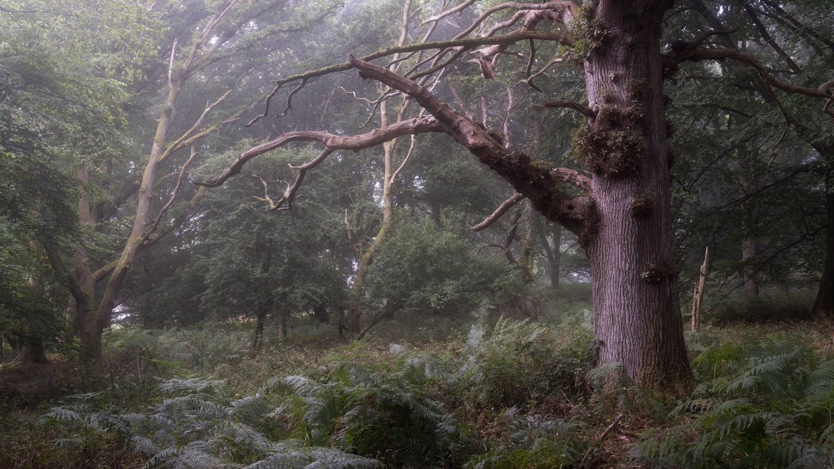 Tom Peters Photography tweet media