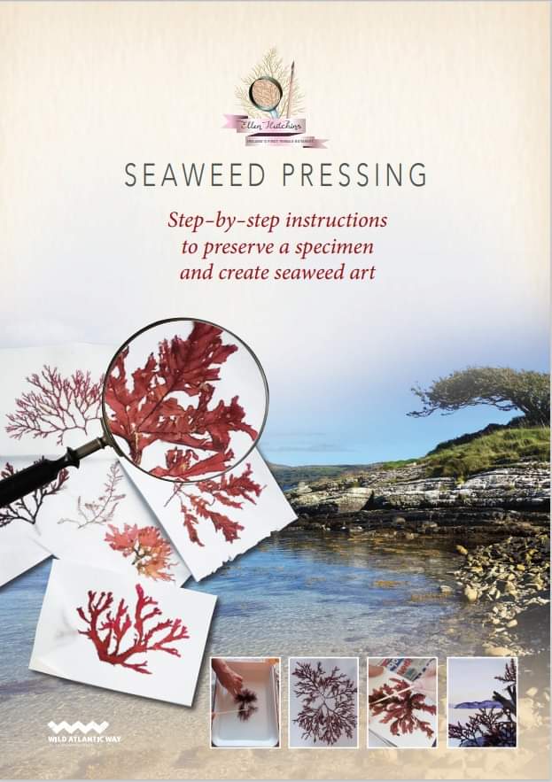New on our website! Seaweed Pressing Instructions: download our illustrated step-by-step instructions to preserve stunning seaweed specimens #herbarium #art #craft ellenhutchins.com/wp-content/upl… Funded by County Cork Heritage Grant Scheme 2022 @HeritageHubIRE @Corkcoco