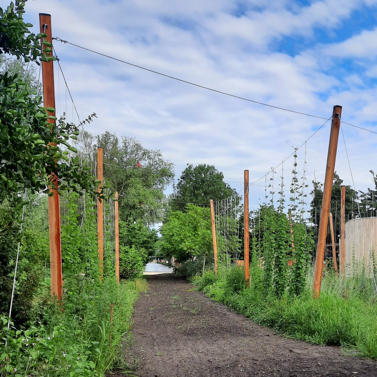 BrouwerijStijl's tweet photo. Het Utopia Eiland #agroforestry gedeelte wint de @FloriadeExpo #Award op thema #Landscaping
De Stijl Hoptuin is hier onderdeel van.
Trots op @weerwoud , de vrijwilligers van #UtopiaEiland , Xavier, alle medewerkers, kunstenaars en partnerorganisaties én onszelf.
#floriade https://t.co/bMStHYQk6C