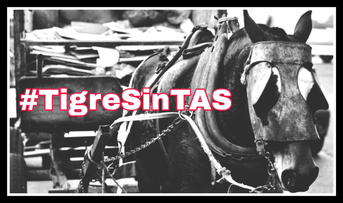 Queremos q <a href="/tigremunicipio/">tigre municipio</a> sea libre de #TraccionASangre 
<a href="/ZamoraJulio/">Julio Zamora</a> pedimos q implemente políticas para terminar con esta practica dañina y arcaica; no podemos hablar de evolución cuando x nuestras calles circulan carros tirados por caballos.
Generemos conciencia #TigreSinTAS