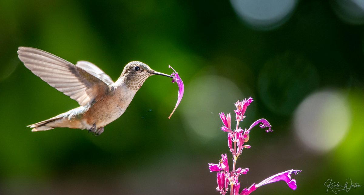 BirdWatchDaily's tweet photo. #PhotoOfTheDay: A Broad-tailed Hummingbird had a flower petal momentarily stuck to its bill as it tried to get some nectar in Kerstin Winters' backyard in Sandia Heights, New Mexico.
https://t.co/3tsLygCBUA
#BroadtailedHummingbird #BirdOfTheDay #Hummingbirds https://t.co/7PoNL0dlik