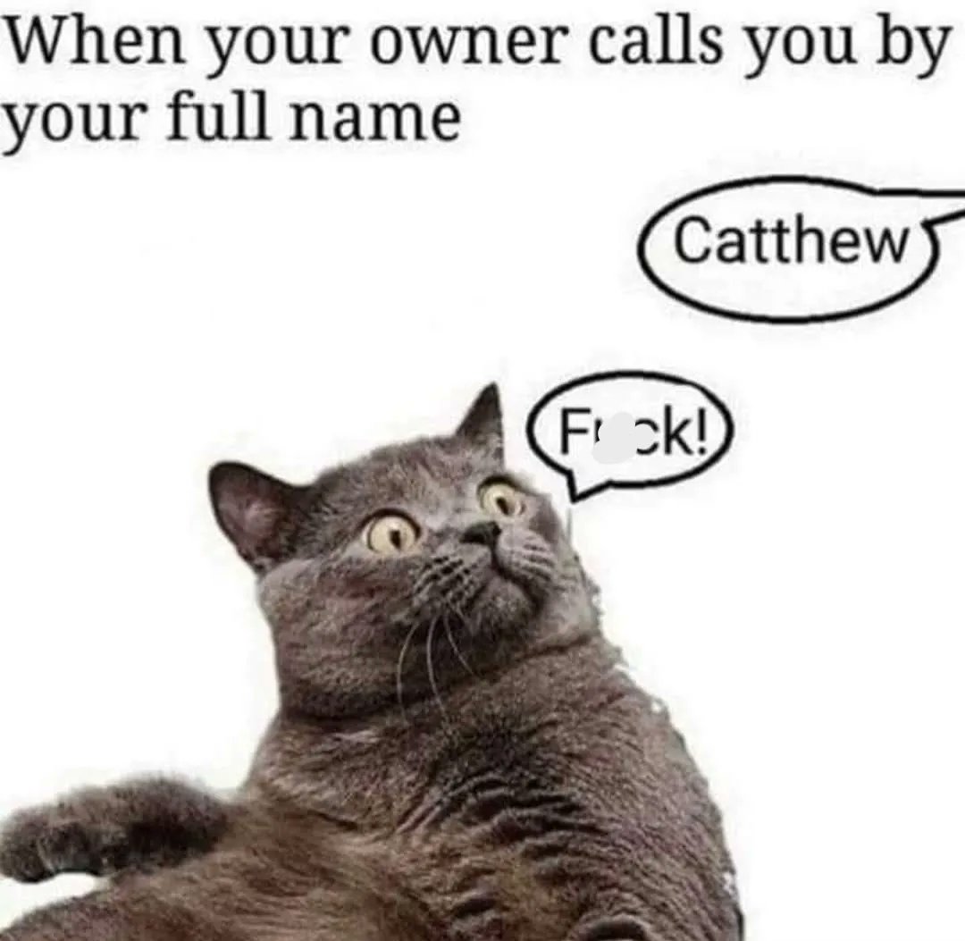 InappropGiggles's tweet photo. #byyourfullname #catthew #nowyoureintrouble https://t.co/zNZ932r5LP