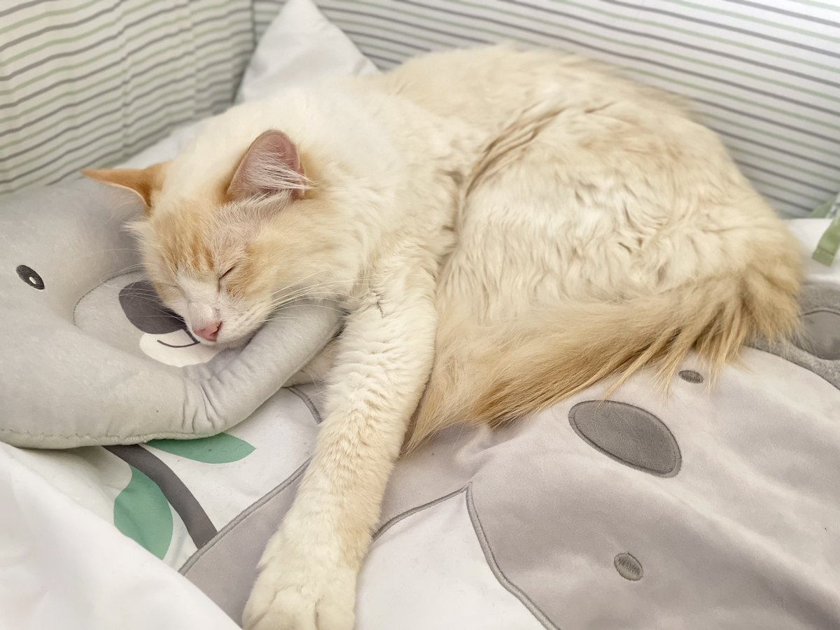 CottyChief's tweet photo. Uff me encanta mi nueva camita, suave, acojinada, calientita… que rico domingo. Espero no traigan a la mini Karen, luego viene a invadir mi camita, qué se cree… 🐱🐾🙊🤫 #catboxsunday #PawTeam #CatsofTwittter #Cotty #Dormilon #ElReyEnSuTrono #MuyComodaCamitaKaren #CerradoElPaso https://t.co/ntCQgMUWHf