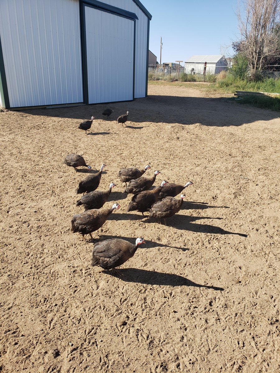 Today the guinea fowl are upset because I wore a different hat than normal. #whychooseromanceauthor #guineafowl