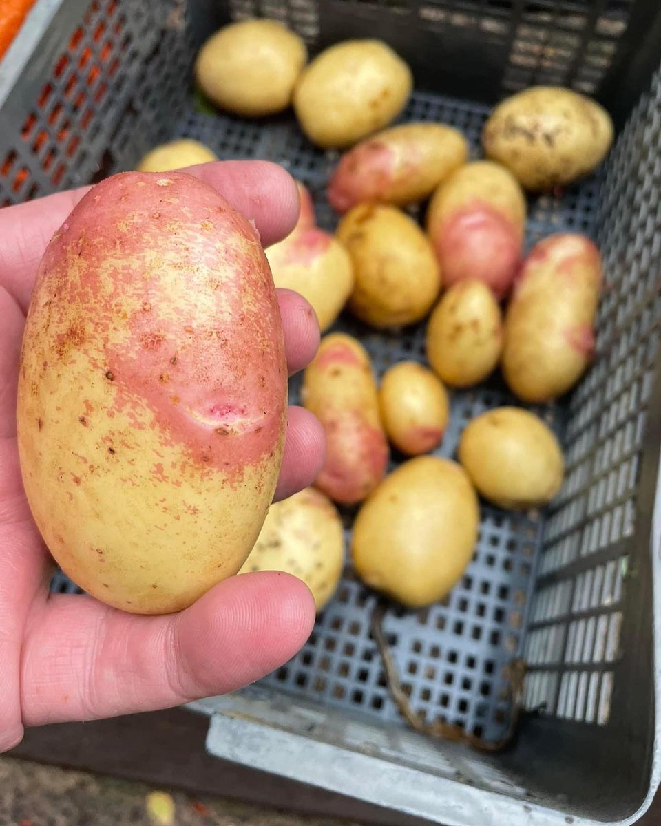 ChefsPass's tweet photo. Nothing better than the sound and smell of your home grown King Edward’s
As perfect roasties ✅
#kingedwards #kingedwardpotatoes #roasties #roastpotatoes #allotment #allotmentgarden #allotmentgardening #homegrownpotatoes https://t.co/kjGju11TvV