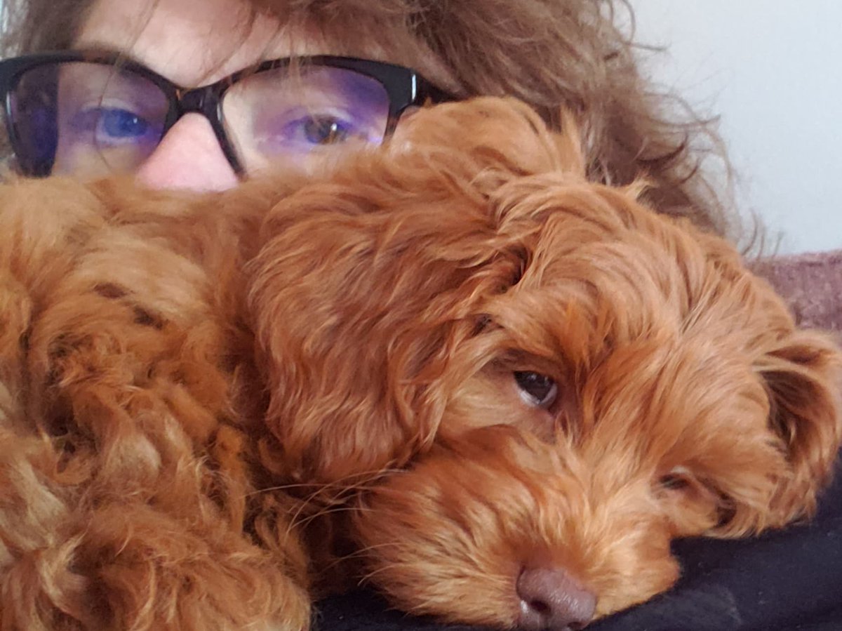 KathThompson's tweet photo. Babysitting Miss Stanley, my friend Kim's new puppy - brought my computer so I could do some work...
#babysitting #puppy #sleepingbeauty #miniaussiedoodle https://t.co/KzxGS6zkkc