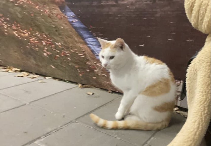 Zie je deze kat in de buurt van het station van Hoogeveen ? DM mij dan meteen want deze lijkt verdacht veel op de kat die wij al ruim 2 jaar kwijt zijn …