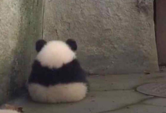 El Guarromántico tweet media