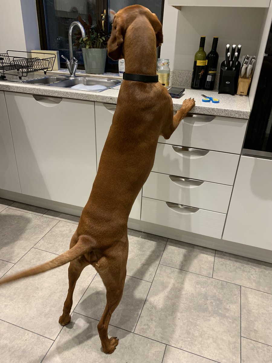 merseyview's tweet photo. Sidders getting the wine ready #wineoclock #sidders #vizsla https://t.co/5feJFHuTKO