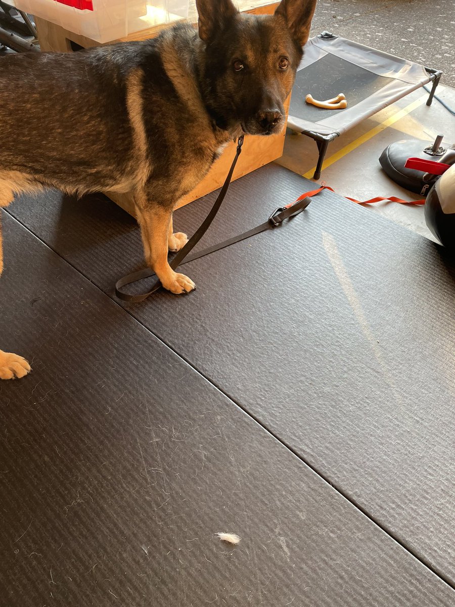 K9_Khan_retired's tweet photo. I keep dropping tufts all over the place #furbomb #germanshedder #murderdog https://t.co/7jP6FdkAob