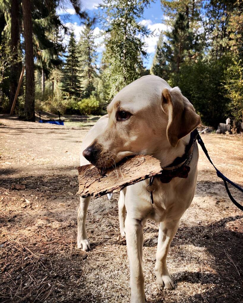 MichaelClawson's tweet photo. All “bark” and no bite. #youseewhatididthere #hipstamatic #pixelup https://t.co/vL4mzfmcXI https://t.co/sNbMUP4FOQ