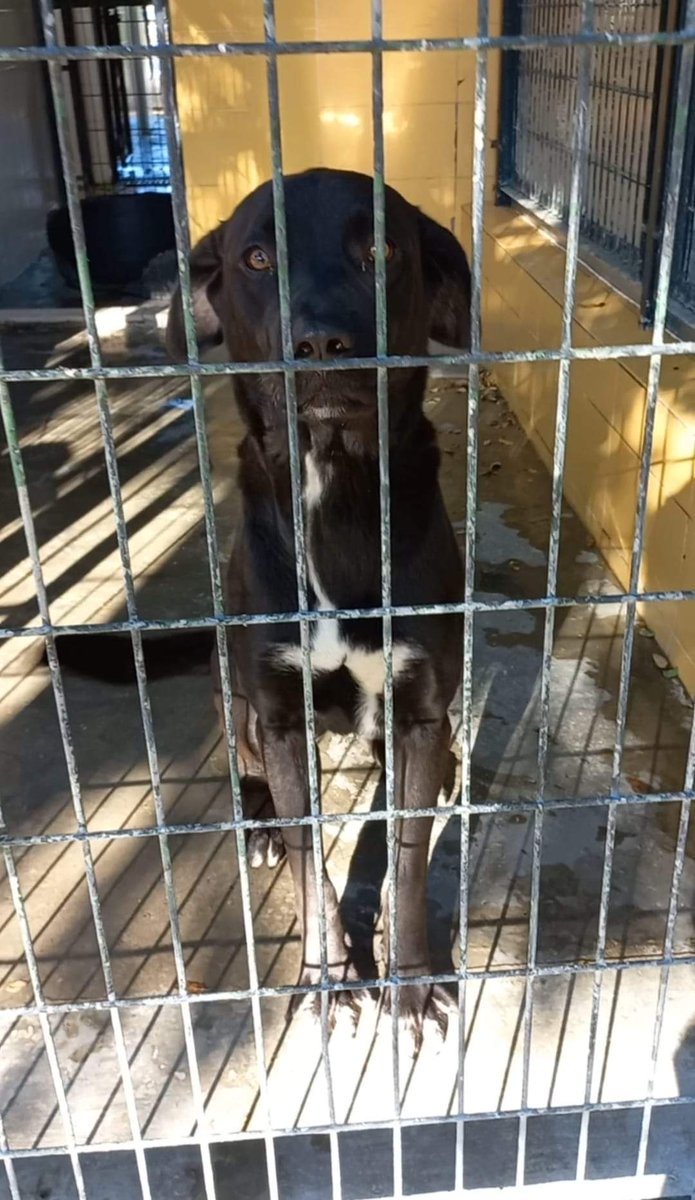 SilviaMylo's tweet photo. Es un labrador muy joven, apenas un año y está triste y en shock, no acierta a entender que su dueño ha ido en persona y lo ha dejado en la perrera para que se muera 😢💔
En la perrera de Jerez
652 22 11 78
699 73 13 30
😭 🆘 📢 📢 📢 📢 📢 https://t.co/SMhDuWBy1M