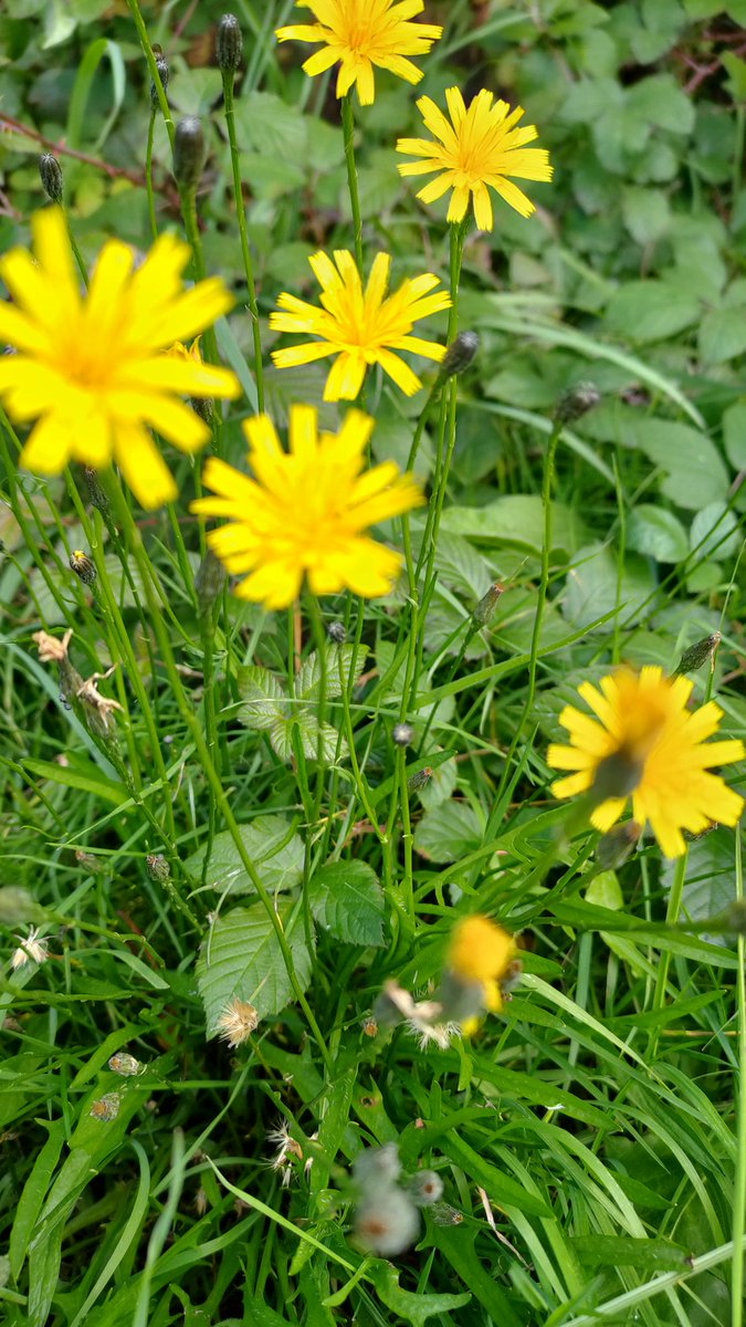 24ChrisA's tweet photo. All these spotted today for #wildflowerhour this week.  Includes field scabious, wild carrot seedheads, pimpinella, yarrow, yellow toadflax and fall-dandelion. https://t.co/3ZNVe0kajM