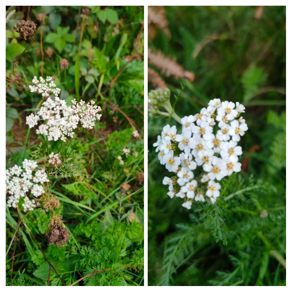 24ChrisA's tweet photo. All these spotted today for #wildflowerhour this week.  Includes field scabious, wild carrot seedheads, pimpinella, yarrow, yellow toadflax and fall-dandelion. https://t.co/3ZNVe0kajM