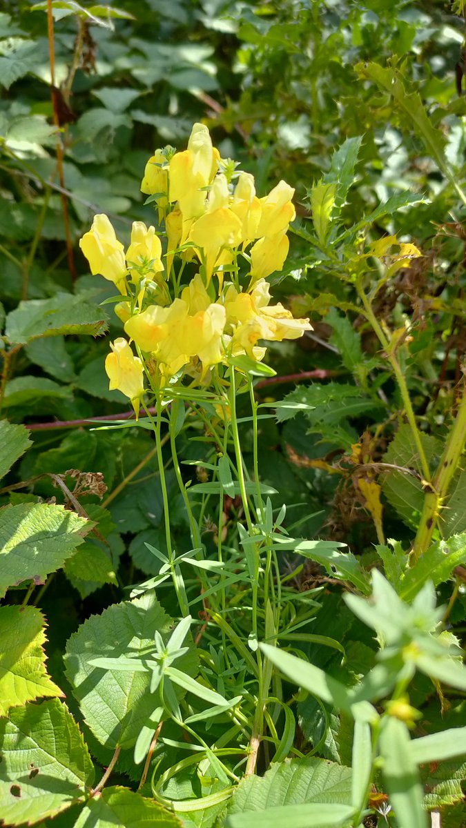 24ChrisA's tweet photo. All these spotted today for #wildflowerhour this week.  Includes field scabious, wild carrot seedheads, pimpinella, yarrow, yellow toadflax and fall-dandelion. https://t.co/3ZNVe0kajM