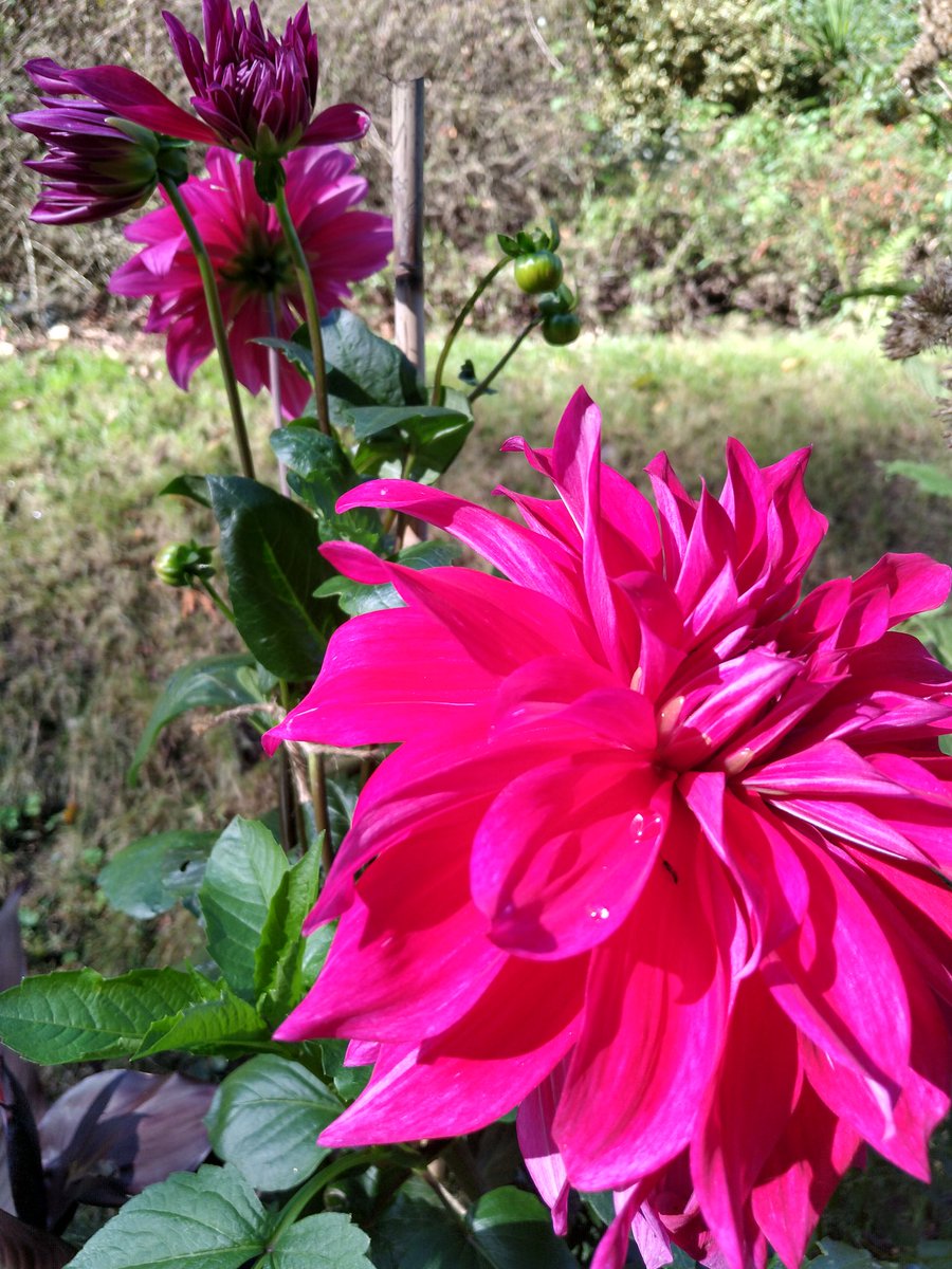 cococatani's tweet photo. Flowers have reached peak pink https://t.co/fuYGQJgD30
