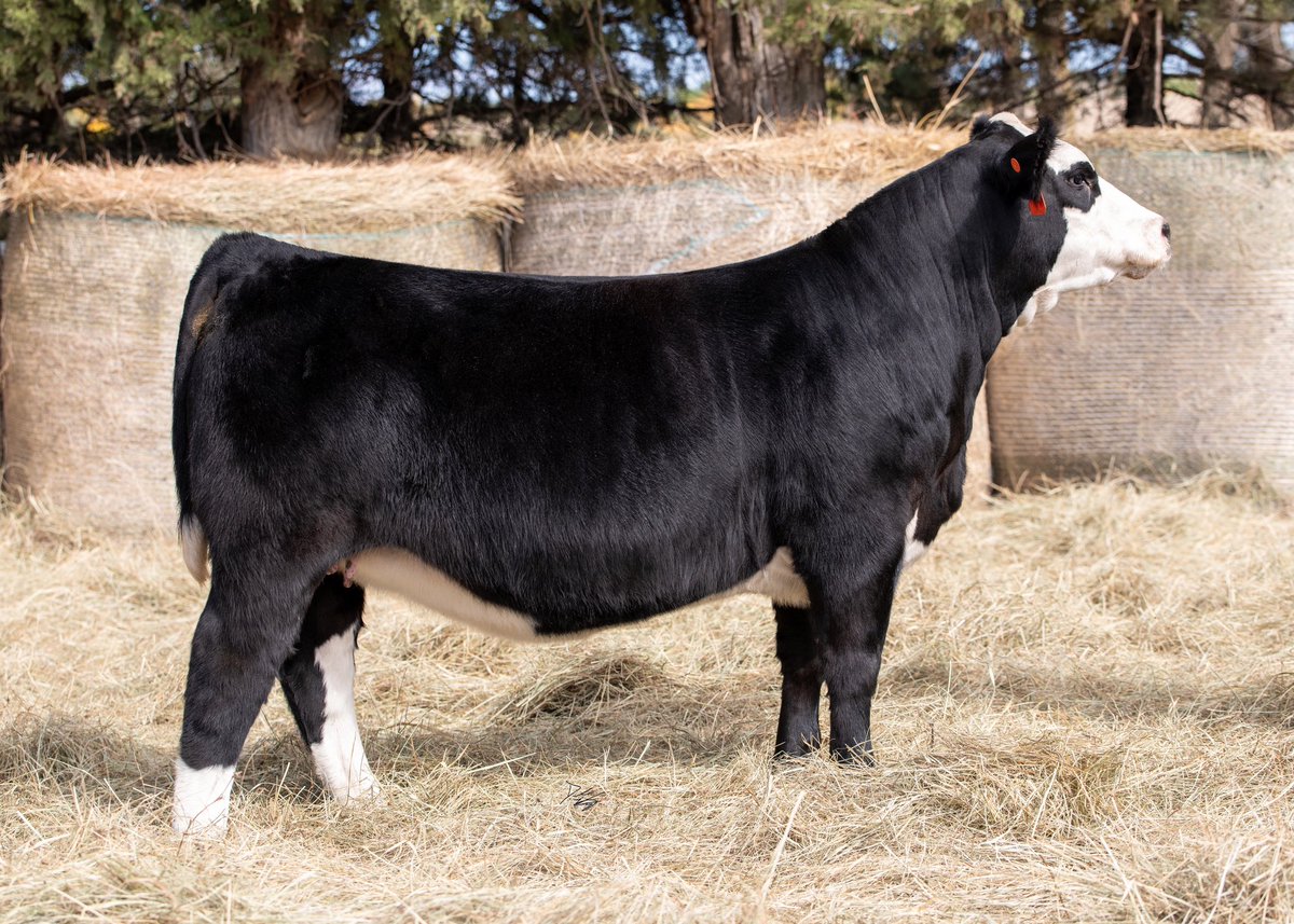 Scottgunz1's tweet photo. Gonsior Simmentals Fall Pasture Sale is online. Closes next Sunday.
On Show Circuit…holler with questions. Drop by Fullerton, Ne anytime to take a look.
https://t.co/d1TNBUVUqP
Both opens & breds.
#Simmental
#SimAngus. https://t.co/lAKX2A3Qxo