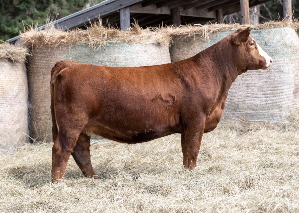 Scottgunz1's tweet photo. Gonsior Simmentals Fall Pasture Sale is online. Closes next Sunday.
On Show Circuit…holler with questions. Drop by Fullerton, Ne anytime to take a look.
https://t.co/d1TNBUVUqP
Both opens & breds.
#Simmental
#SimAngus. https://t.co/lAKX2A3Qxo