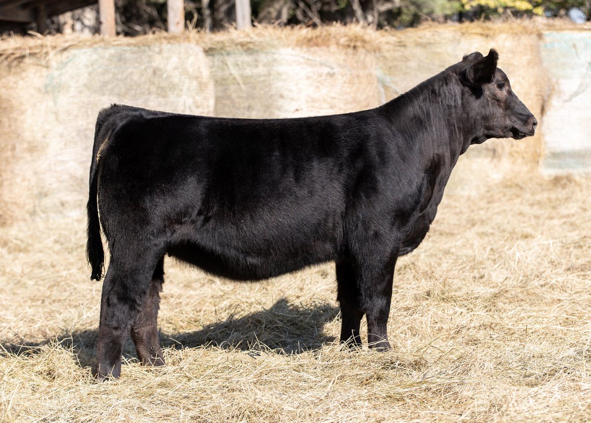 Scottgunz1's tweet photo. Gonsior Simmentals Fall Pasture Sale is online. Closes next Sunday.
On Show Circuit…holler with questions. Drop by Fullerton, Ne anytime to take a look.
https://t.co/d1TNBUVUqP
Both opens & breds.
#Simmental
#SimAngus. https://t.co/lAKX2A3Qxo