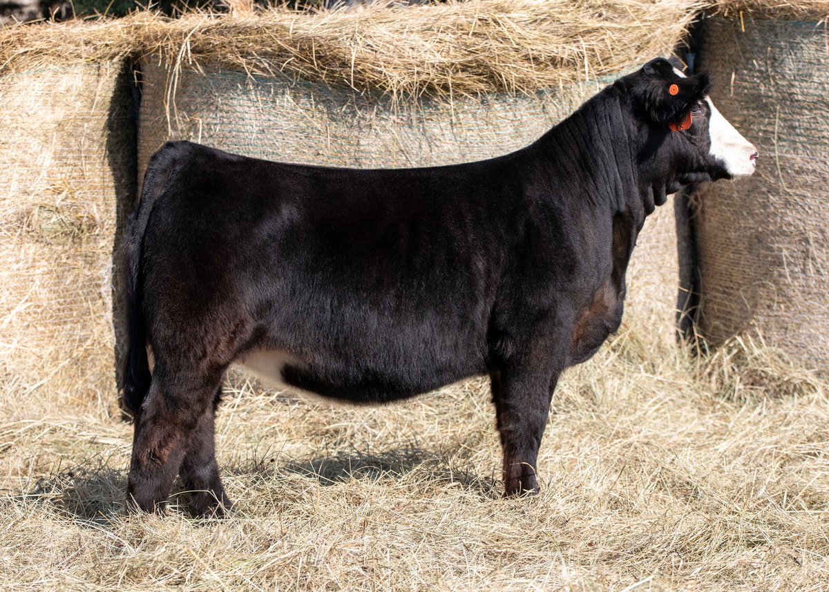 Scottgunz1's tweet photo. Gonsior Simmentals Fall Pasture Sale is online. Closes next Sunday.
On Show Circuit…holler with questions. Drop by Fullerton, Ne anytime to take a look.
https://t.co/d1TNBUVUqP
Both opens & breds.
#Simmental
#SimAngus. https://t.co/lAKX2A3Qxo