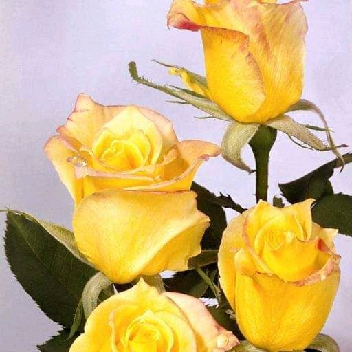 عمر tweet media