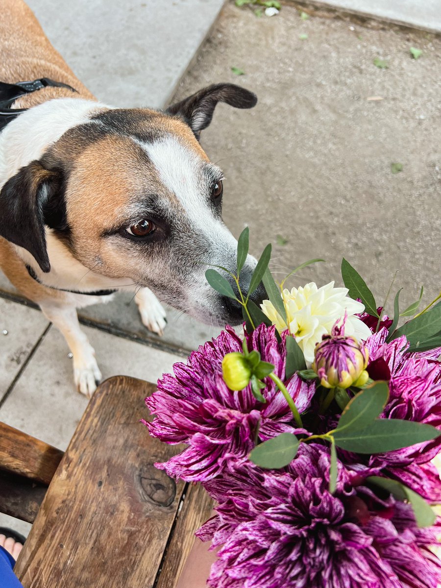 britalamillo's tweet photo. A lovely slow morning. Bought some flowers from a local vendor and now enjoying some breakfast with my little family. Just a happy reminder to slow down sometimes. ✨ https://t.co/K6PiWDJLbC