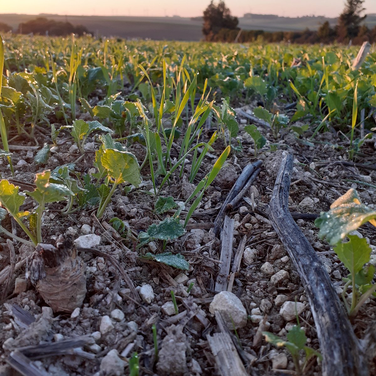 GuyotVincent02's tweet photo. Vous vous souvenez les essais du T-drill Hybride #guilbart avec mon grand Alexandre le 23 septembre, en direct dans les repousses de colza. C'est plutôt pas mal. 👍😉 https://t.co/3osq9lddK1