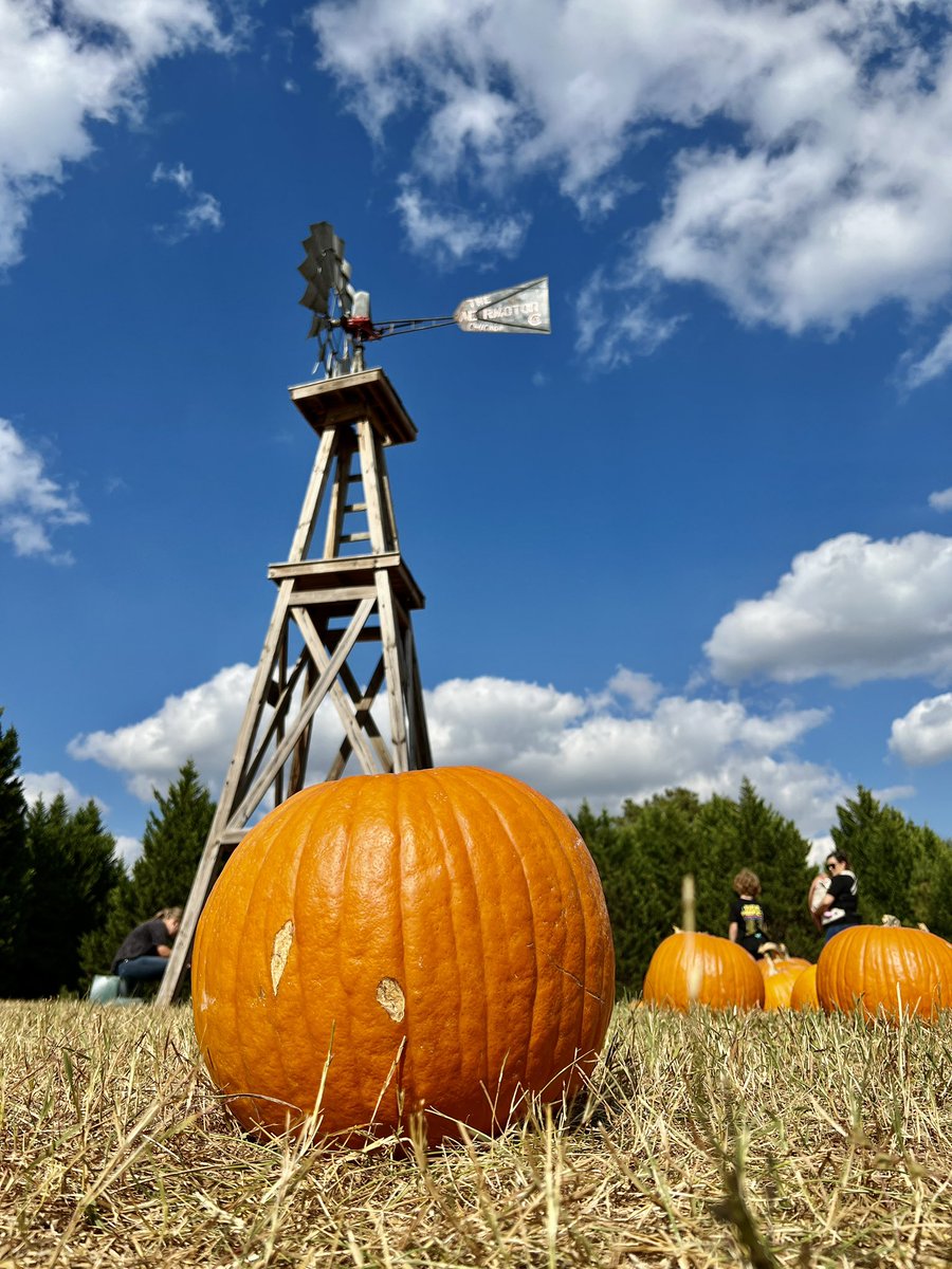 The yearly visit to the pumpkin patch