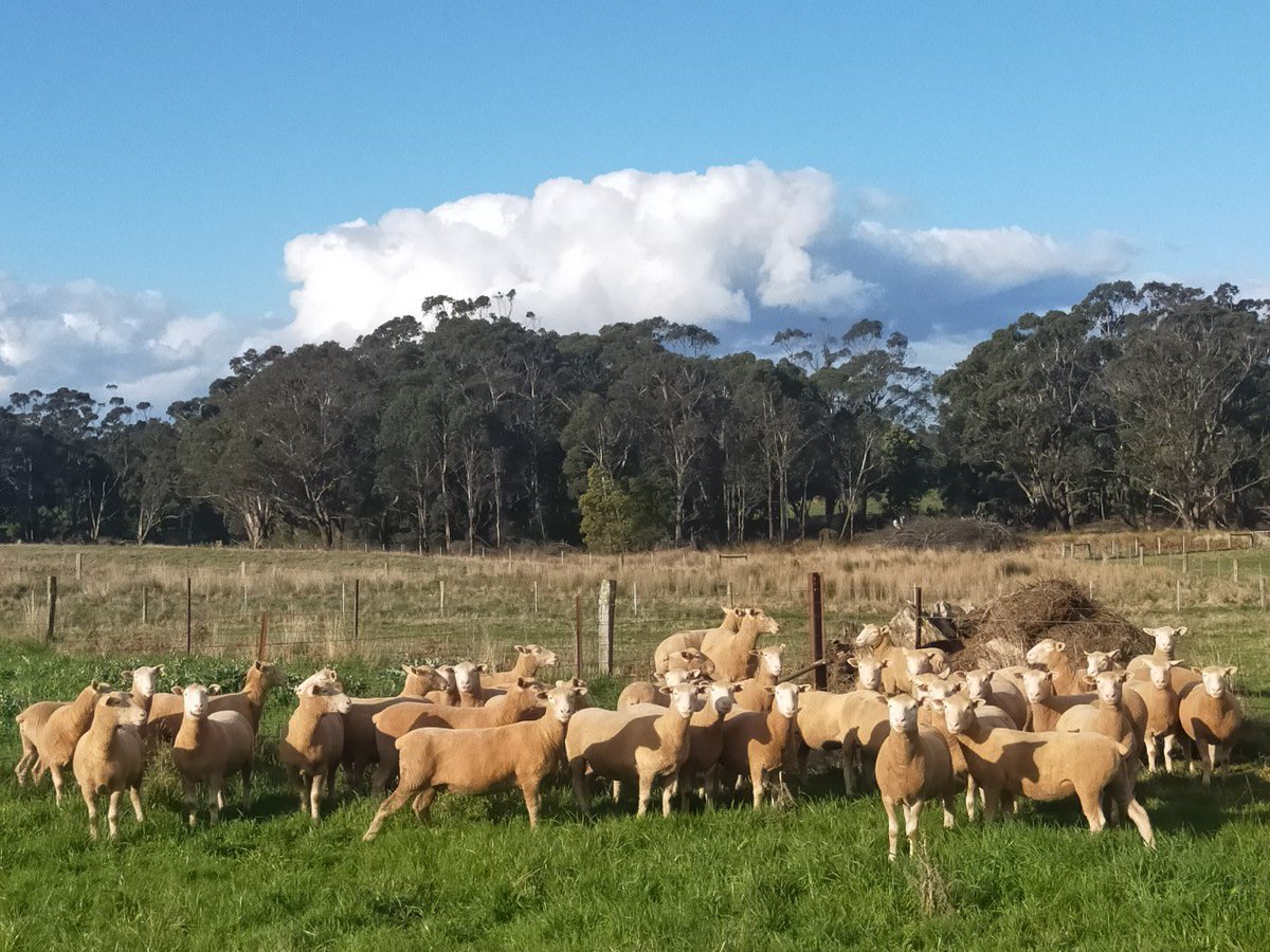 derrynockpolld2's tweet photo. 40 Poll Dorset ewes for sale at Derrynock annual sale Thursday 13th Oct. Great opportunity to add ewes with elite performance to your flock, many are also trait leaders for Eating Quality!

Inspections welcome from 10.30am

Annual Sale starts 1pm https://t.co/gLhcEr7zbm