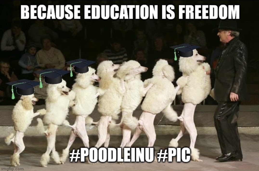 tonfaanthony's tweet photo. @rovercrc #PoodleInuCoin $PIC of course https://t.co/fc9ZRn8iOl