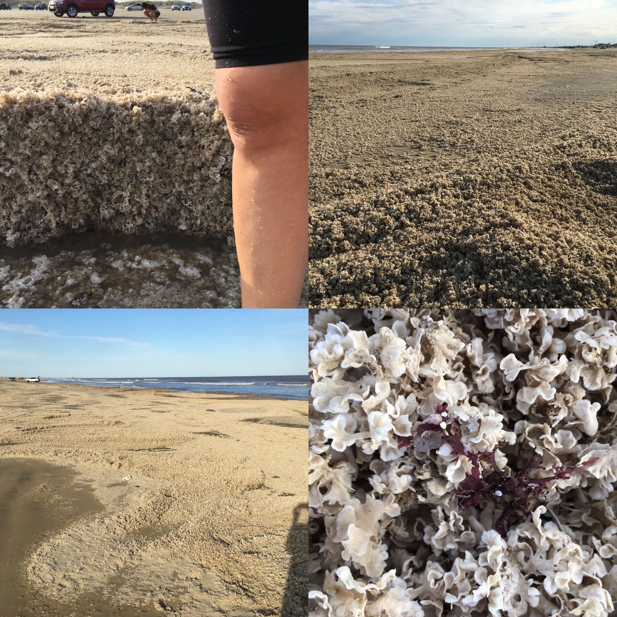 Lais V. Ramalho tweet media